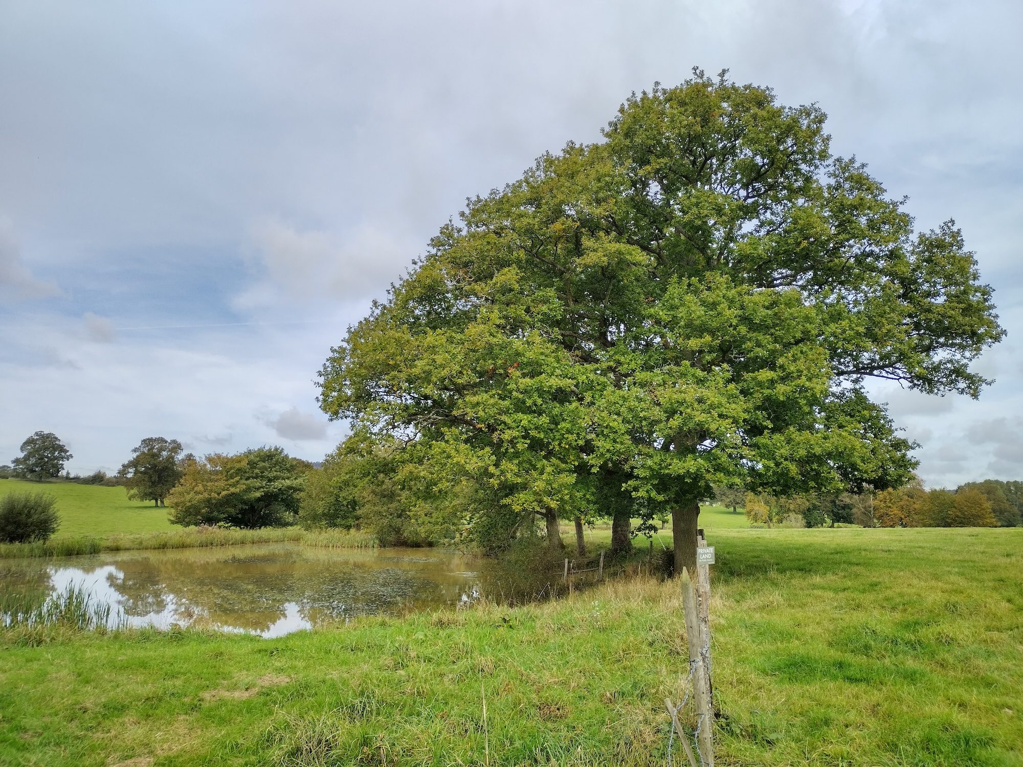 Nokia G50 photo of a tree.