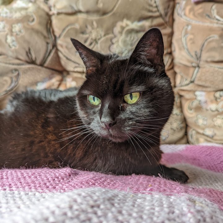 Photo of a cat taken with the Google Pixel 6 Pro.
