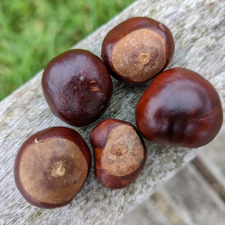 Pixel 6 Pro photo of chestnuts.