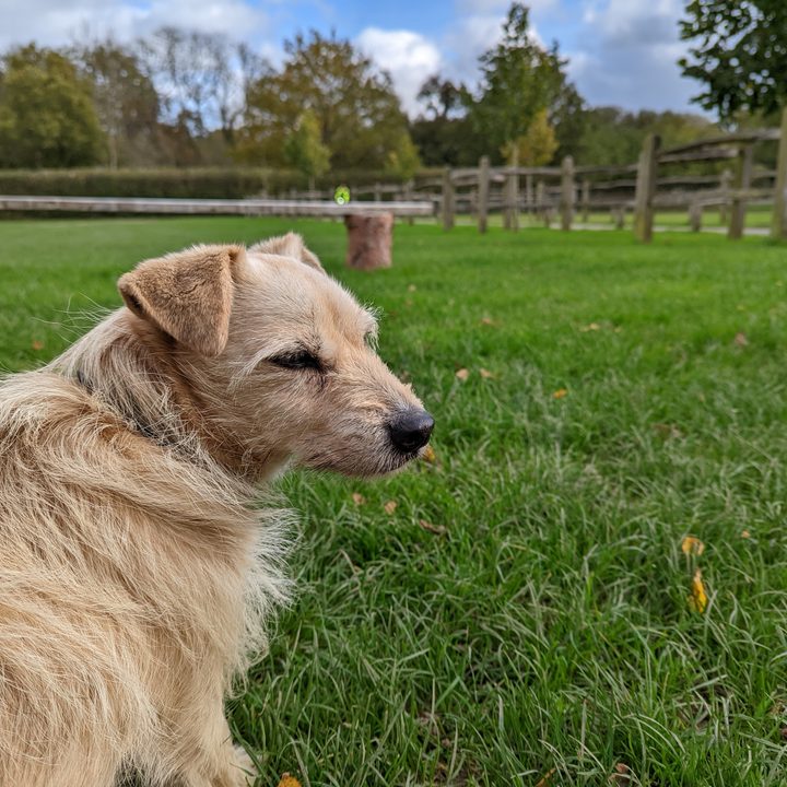 Pixel 6 Pro photo of a dog.