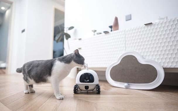 Cat playing with the Rocki Robot.