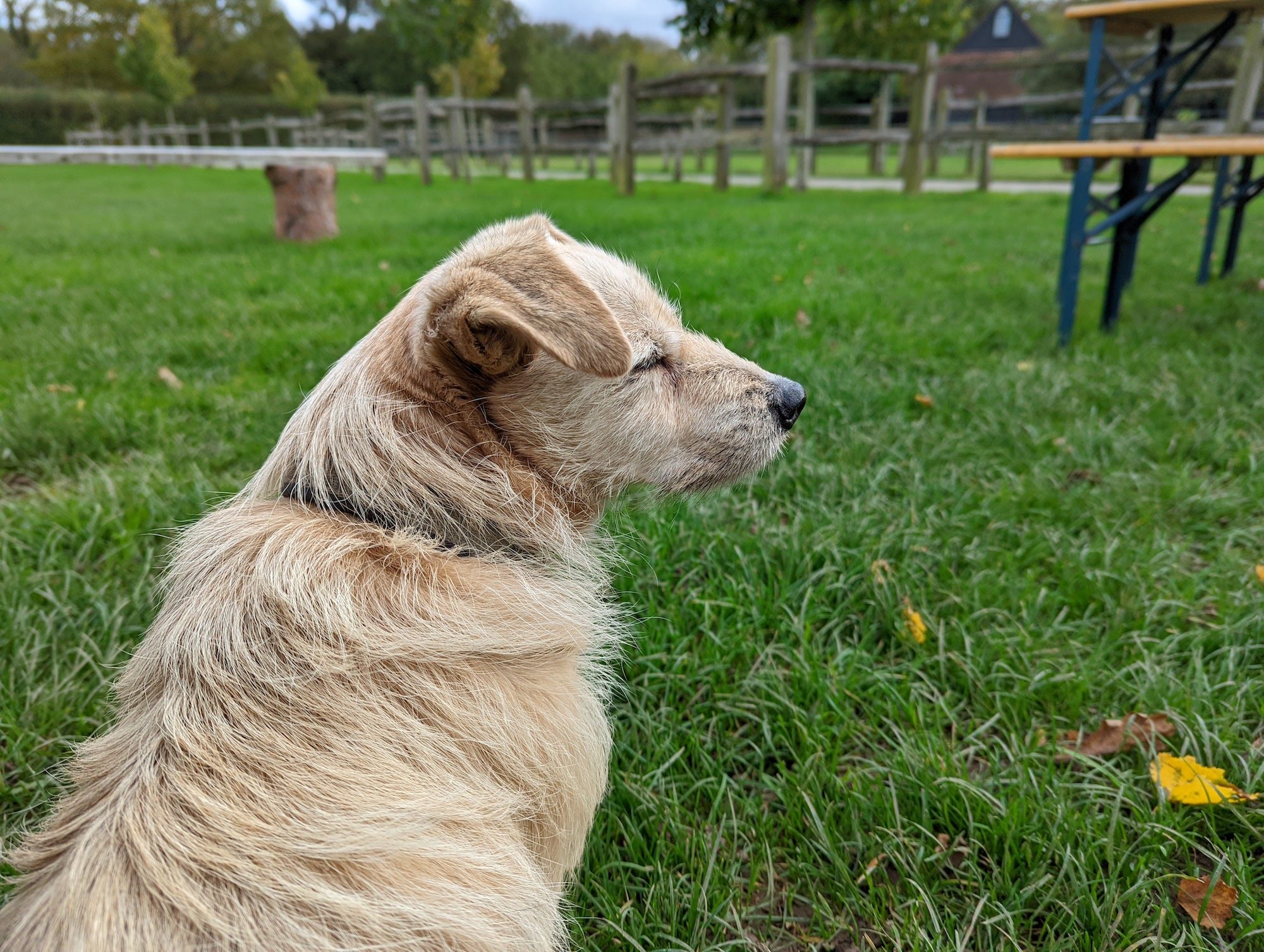 Pixel 6 photo of a dog.