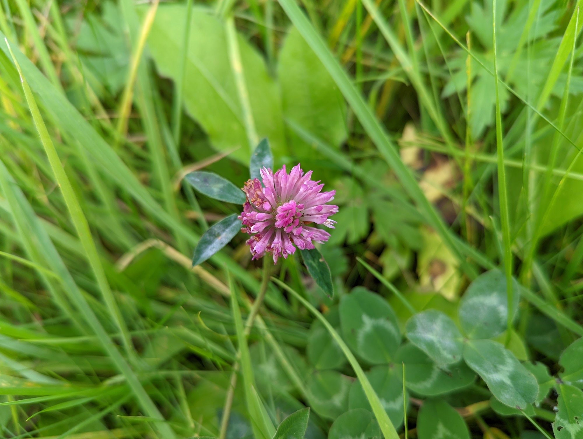 Pixel 6 photo of a flower.
