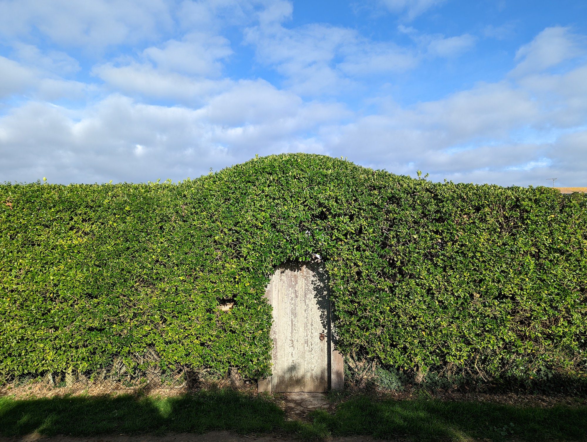 Pixel 6 photo of a hedge.