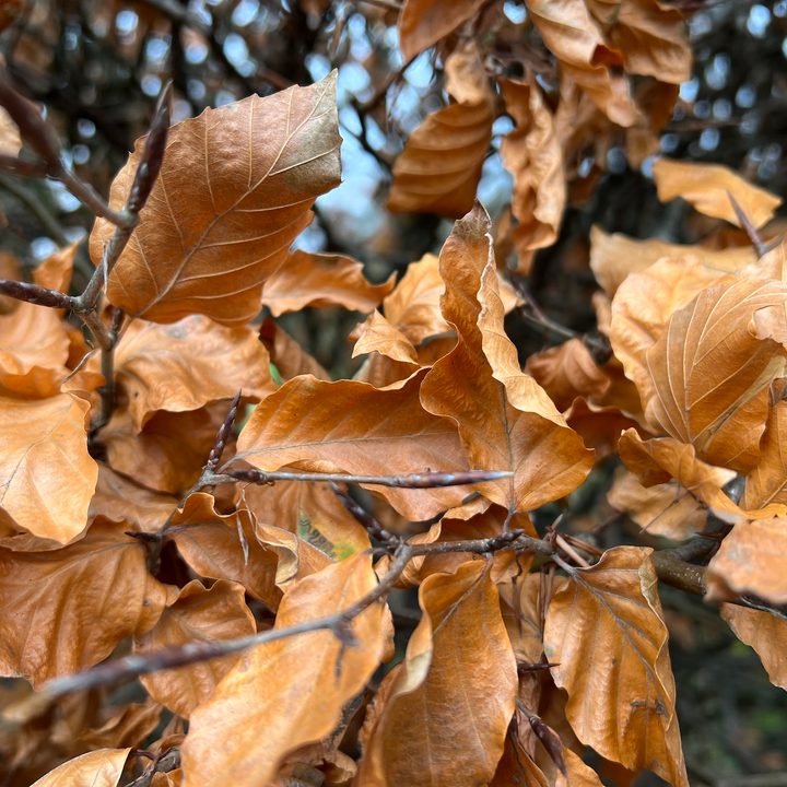 iPhone 13 Pro close-up photo.