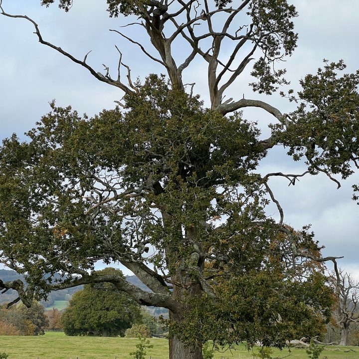 iPhone 13 Pro 3x zoom.