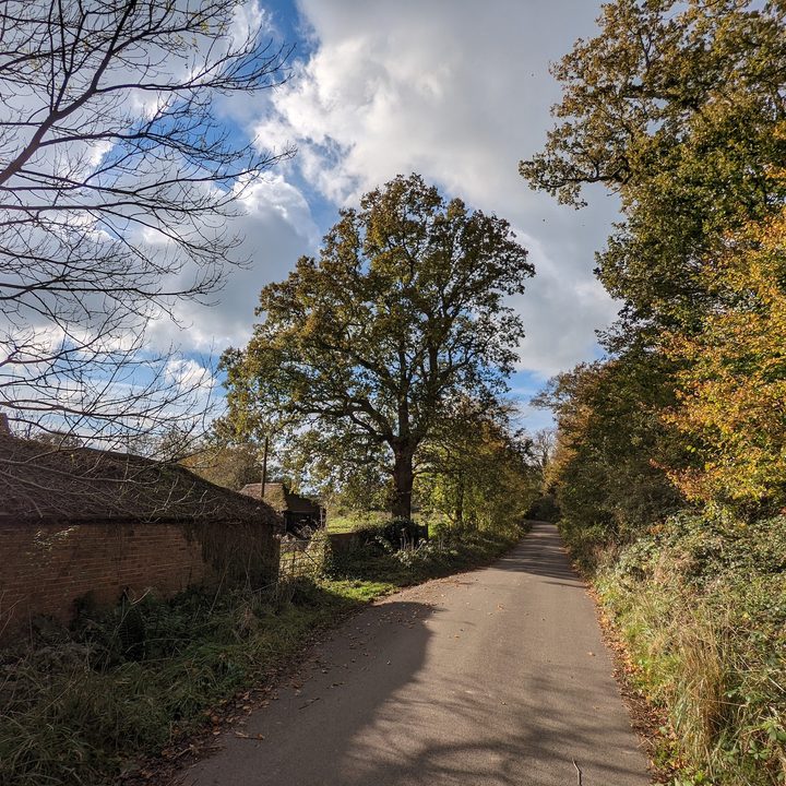 Photo of trees taken with the Google Pixel 6 Pro.