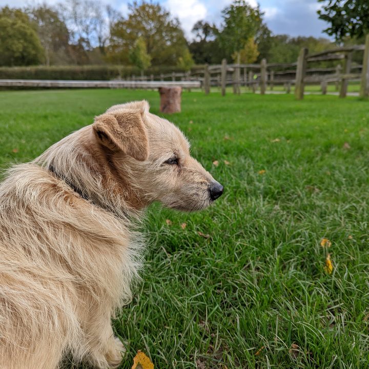 Main camera photo taken with the Pixel 6 Pro.