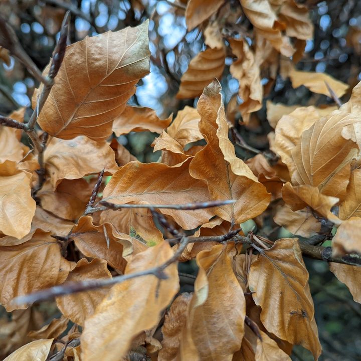 Pixel 6 Pro close-up photo.