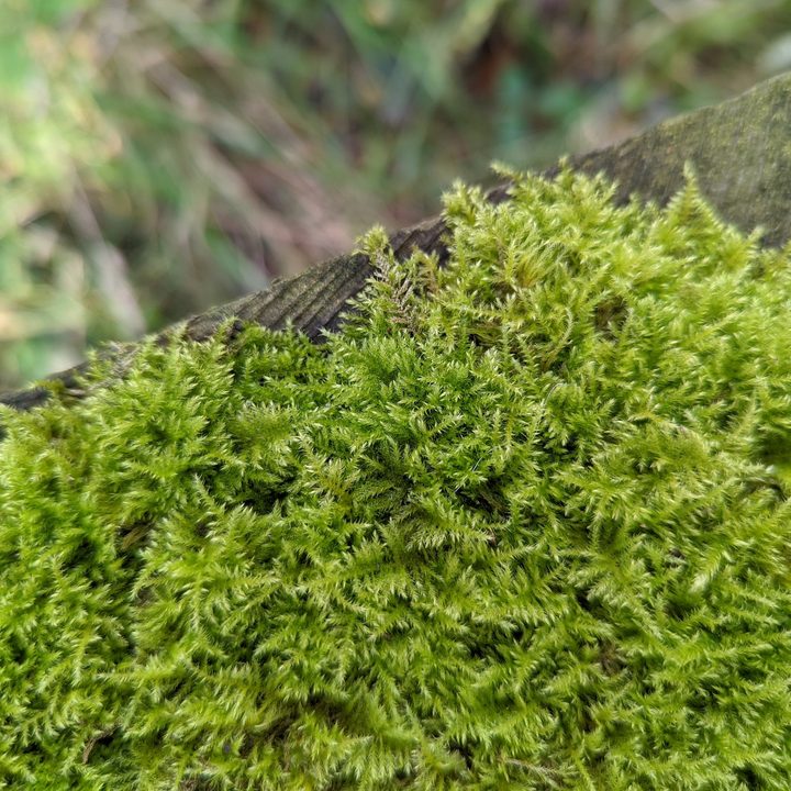 Photo of moss taken with the Google Pixel 6 Pro.