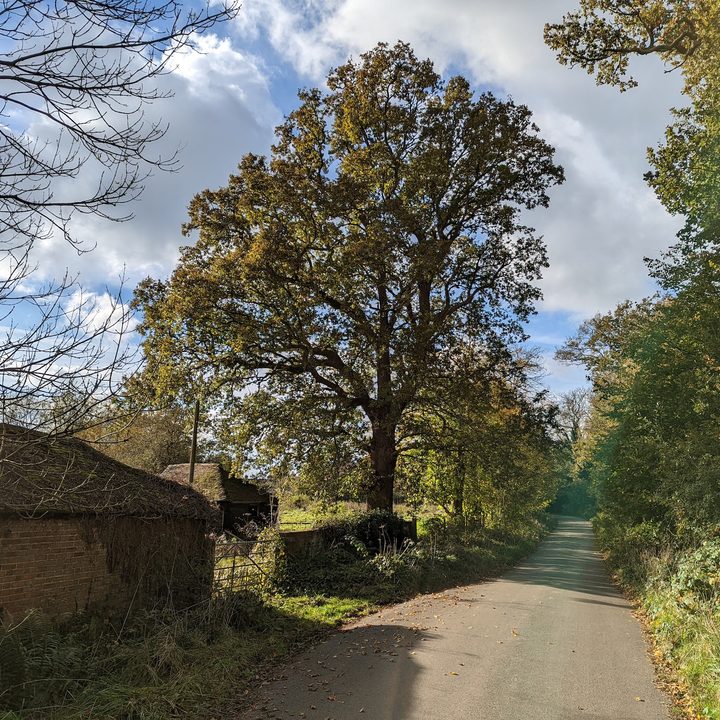 Photo of trees taken with the Google Pixel 6 Pro.