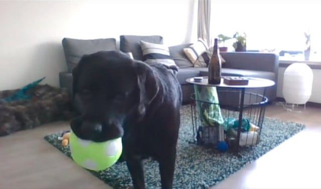 Zak using the DogPhone.