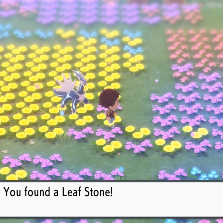A trainer in a field of flowers.