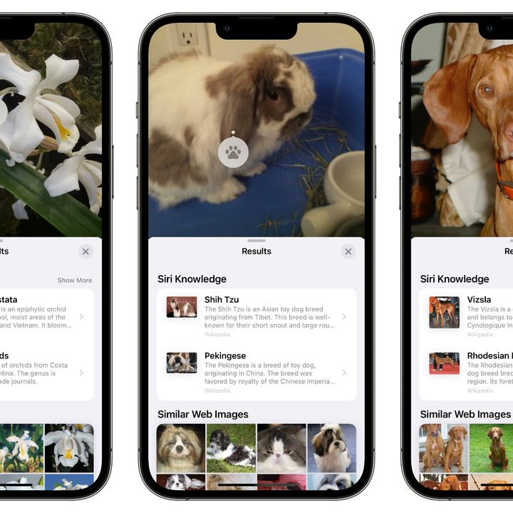 iPhone screens showing a flower, rabbit, and dog with Visual Look Up information.