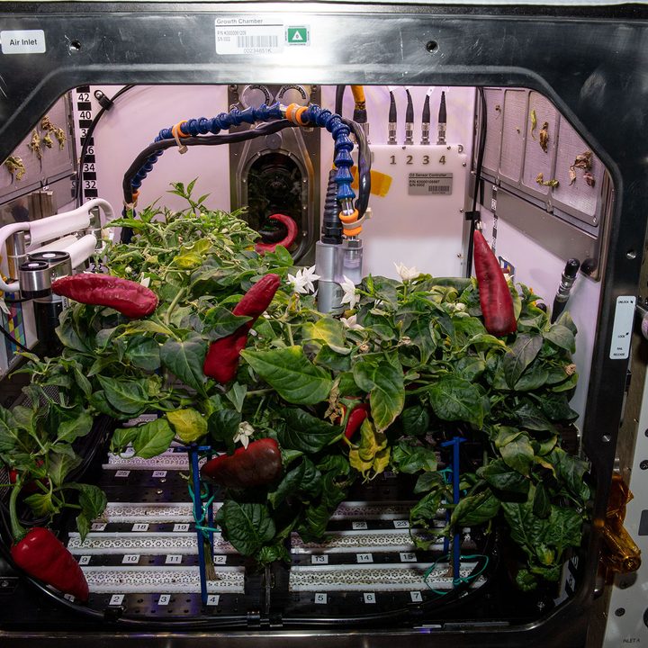 The four pepper plants that grew for 137 days aboard the International Space Station are pictured shortly before the second and final harvest for the Plant Habitat-04 experiment.