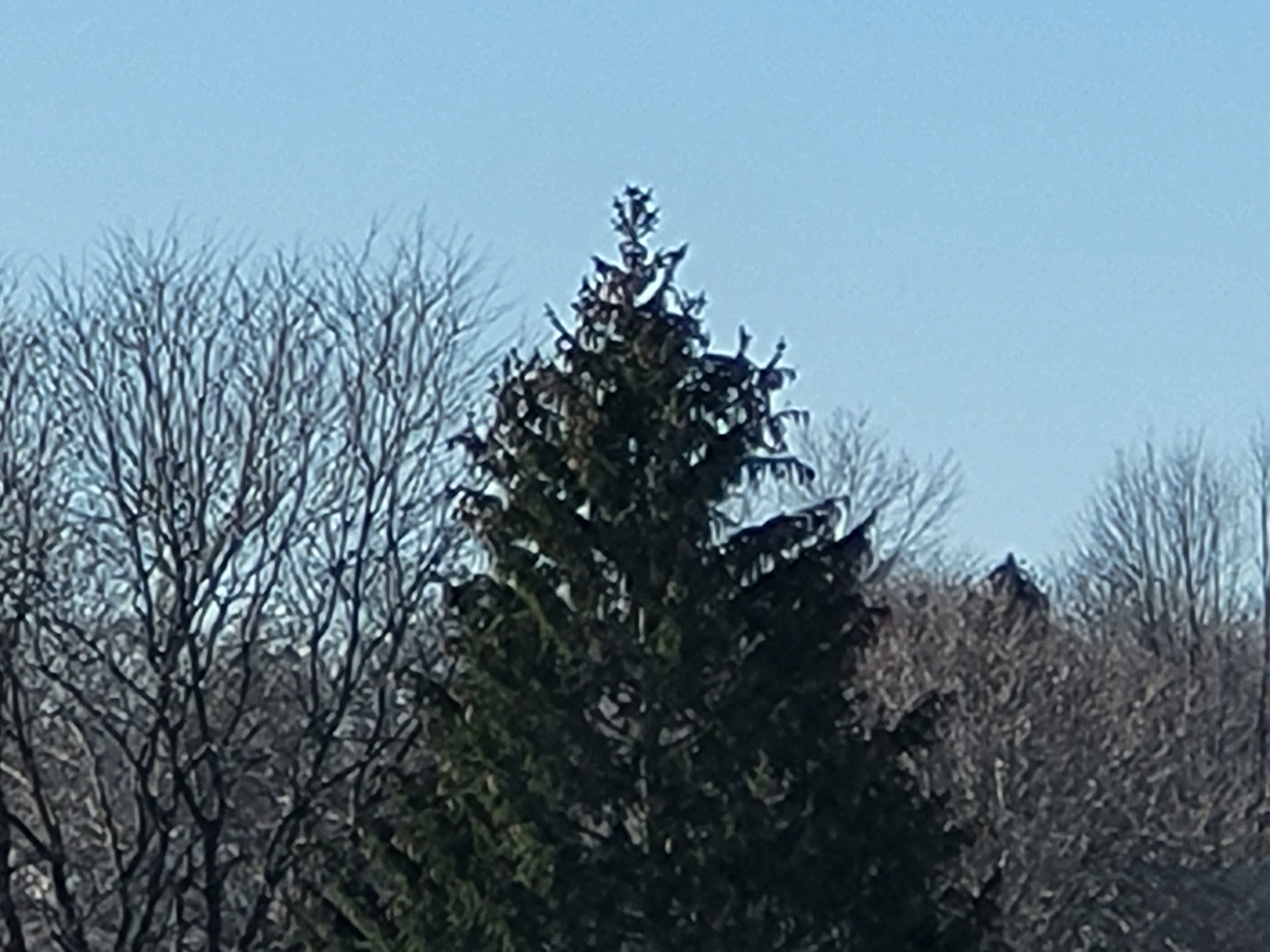 This is a photo sample from the Samsung Galaxy S21 FE 5G 30 hybrid zoom camera.