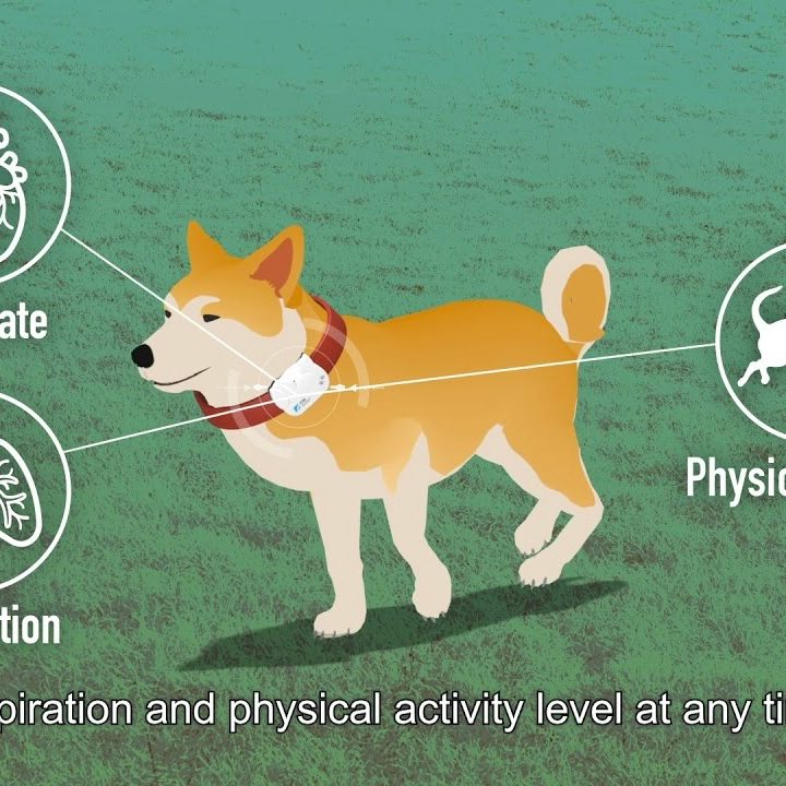 The iPetWear Sensor.