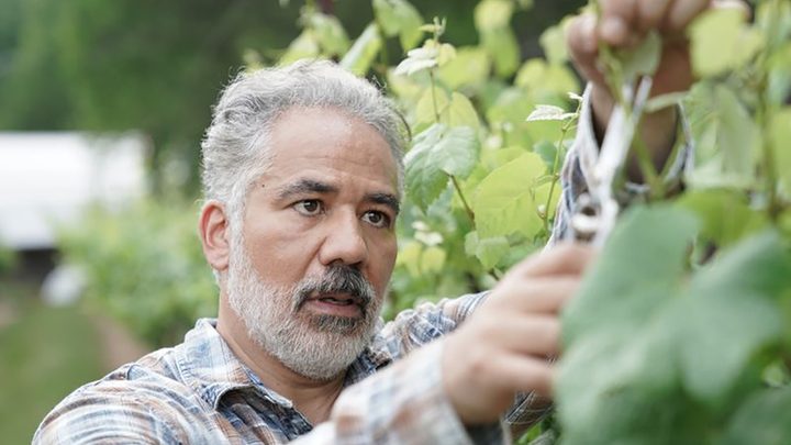 Joe from Promised Land clipping leaves and grapes in his vineyard.