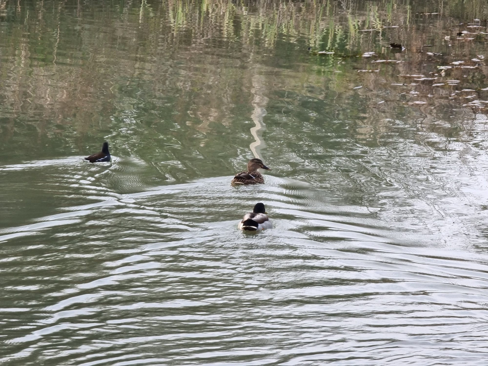 Galaxy S21 Ultra 10x optical zoom photo of some ducks.