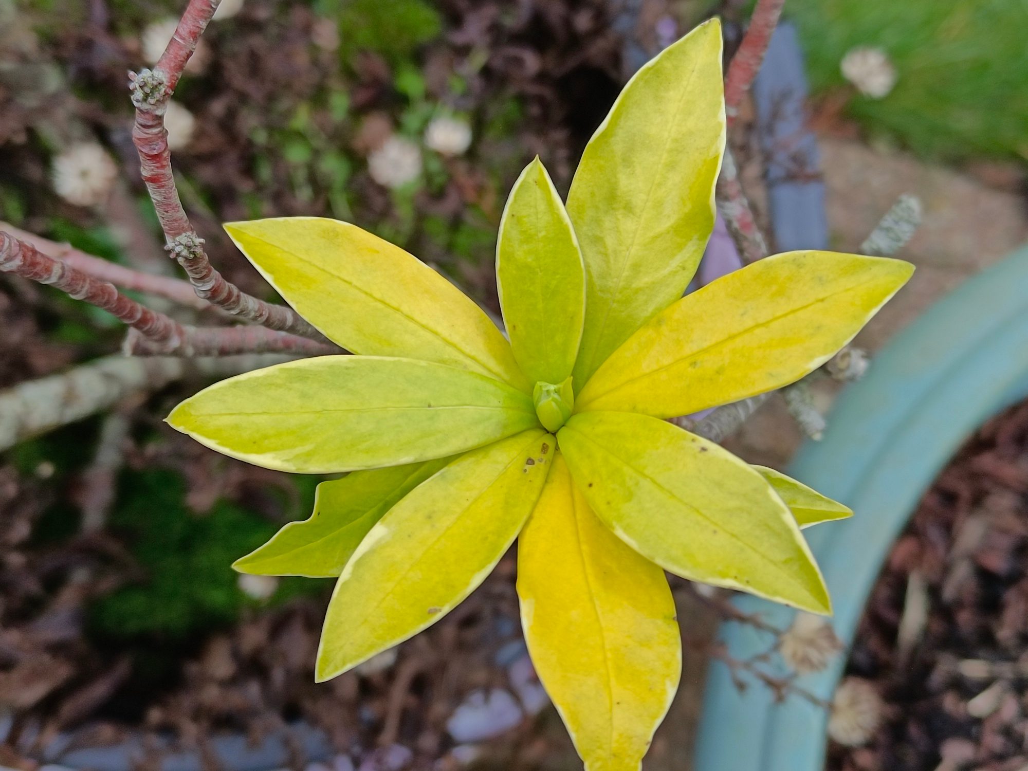 Vivo V23 Pro photo of leaves.