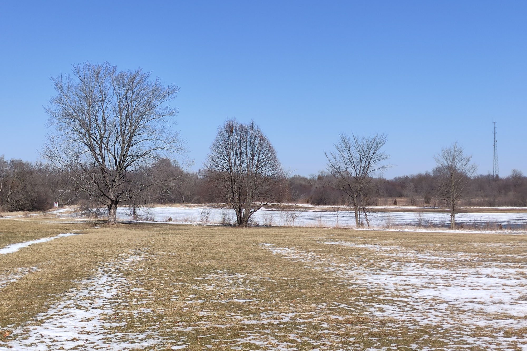 This is a photo sample of a forest taken at 2X zoom with the RedMagic 7.