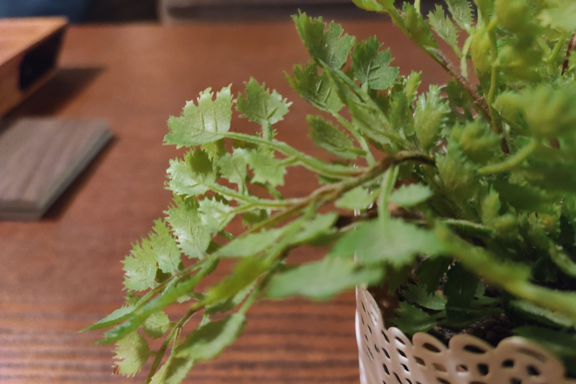 This is a macro photo sample of a plant taken with the main camera of the RedMagic 7.