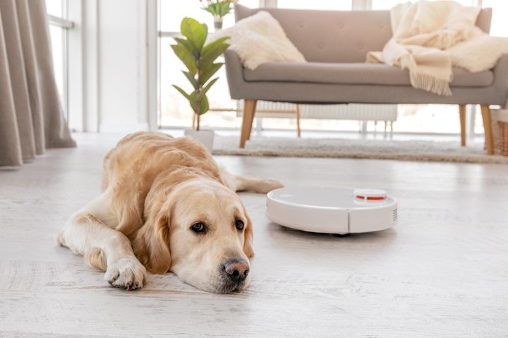 Dog next to robot vacuum.