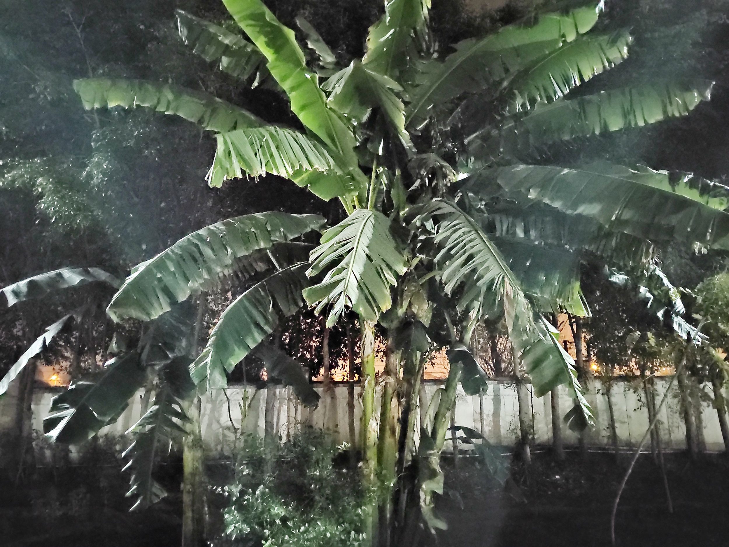 Motorola Edge Plus 2022 camera sample banana tree at night with night mode.