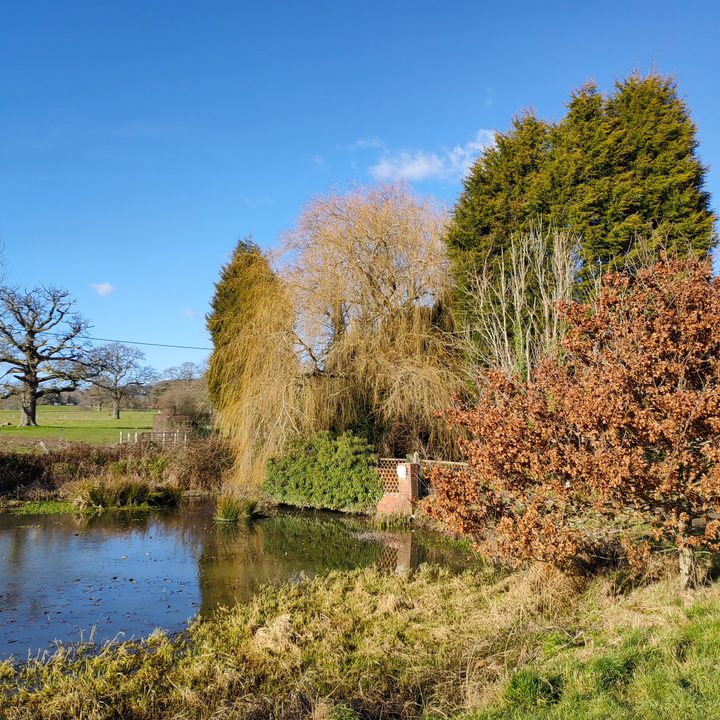 Huawei P50 Pocket photo of a pond.