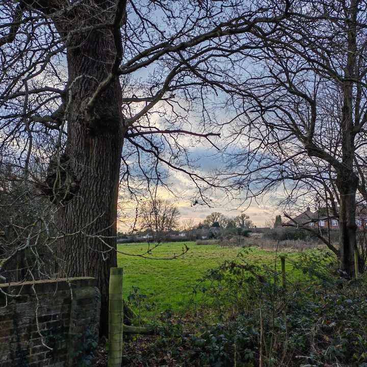 Huawei P50 Pocket photo of trees and a field.