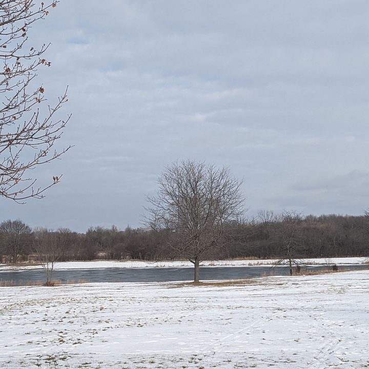 This is a sample photo of a tree from the 2X lens of the Pixel 6.