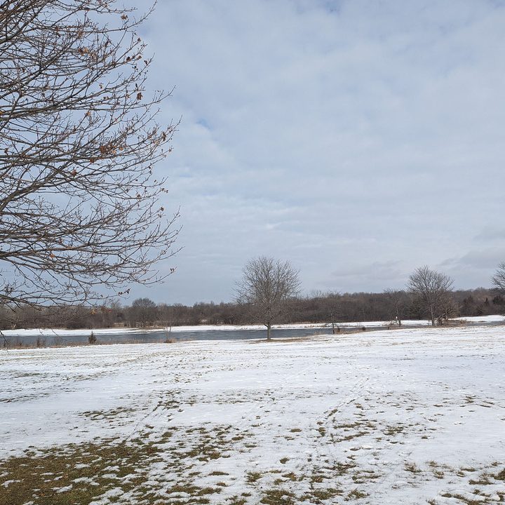 This is a sample photo of a tree from the main camera of the Pixel 6.