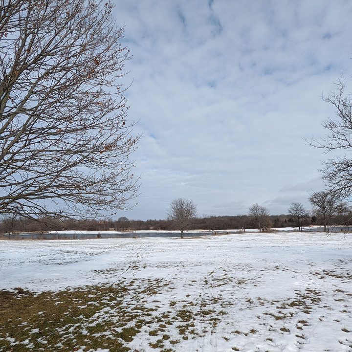 This is a sample photo of a tree from the ultrawide camera of the Pixel 6.