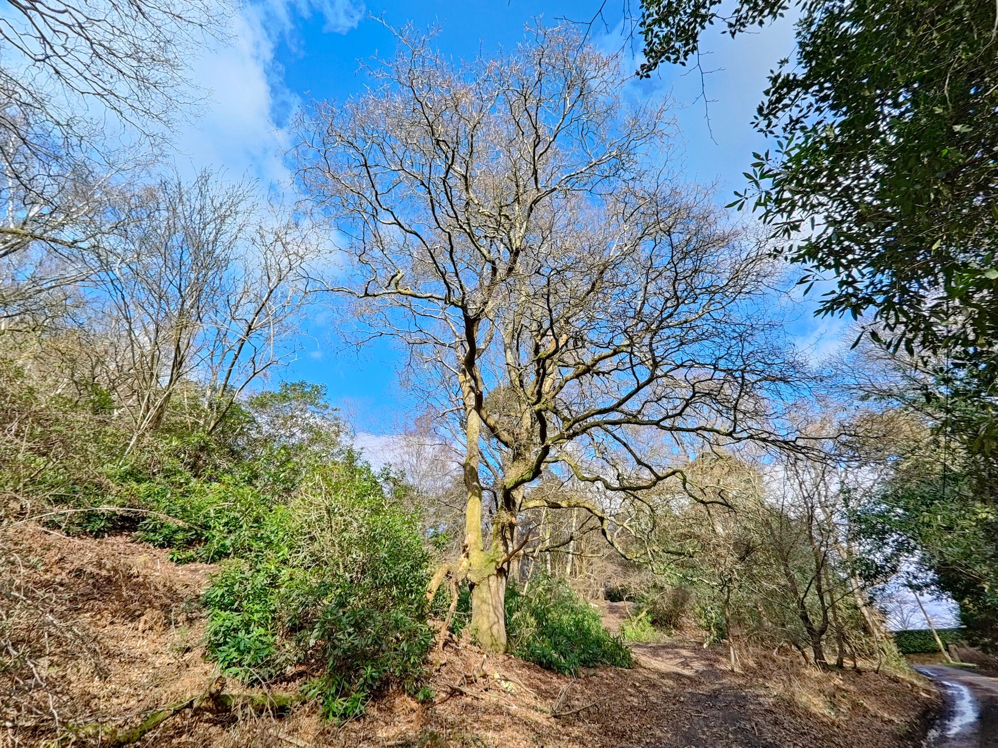 Realme GT 2 Pro photo of a tree.