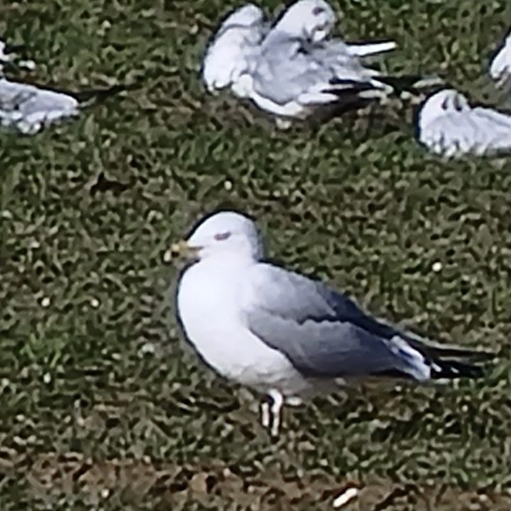 Galaxy S21 Ultra 100x zoom photo of a seagull.