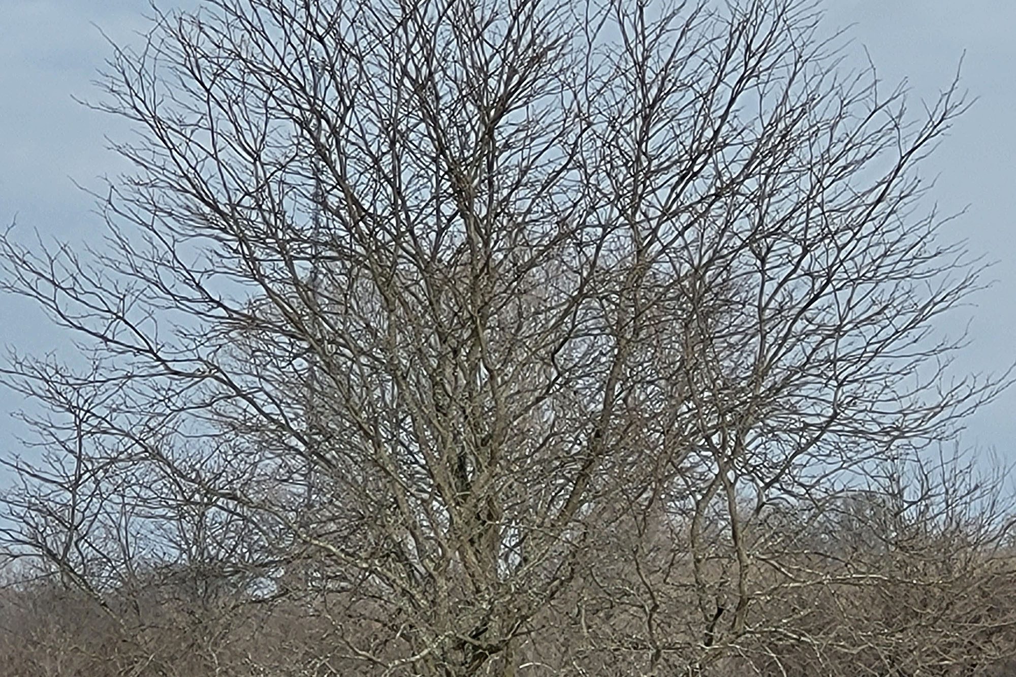 This is a sample photo of a tree zoomed to 10X on the Samsung Galaxy S21 FE 5G.