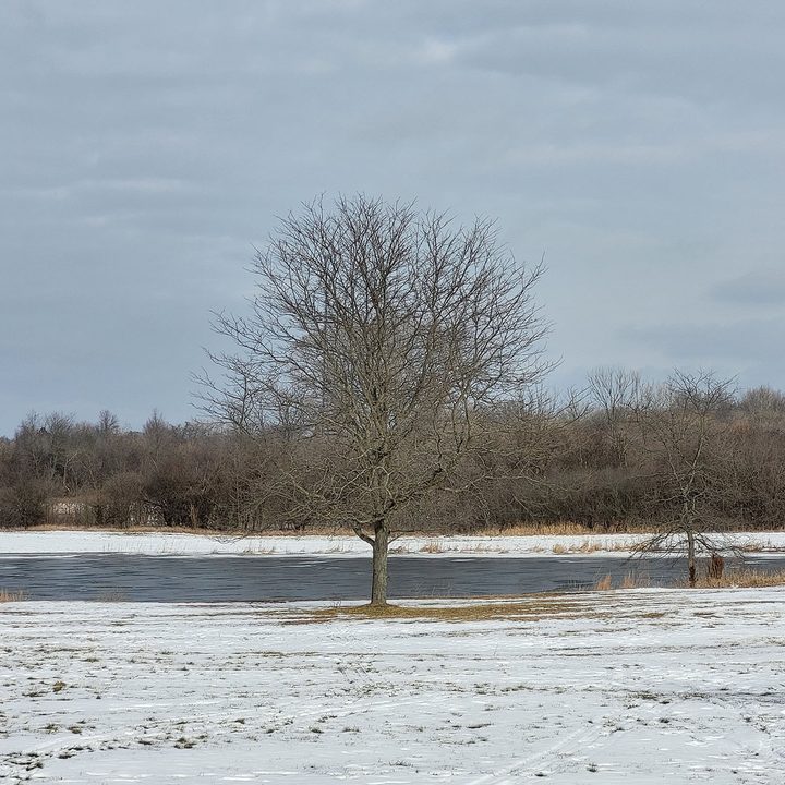 This is a sample photo of a tree from the 3X lens of the Samsung Galaxy S21 FE 5G.