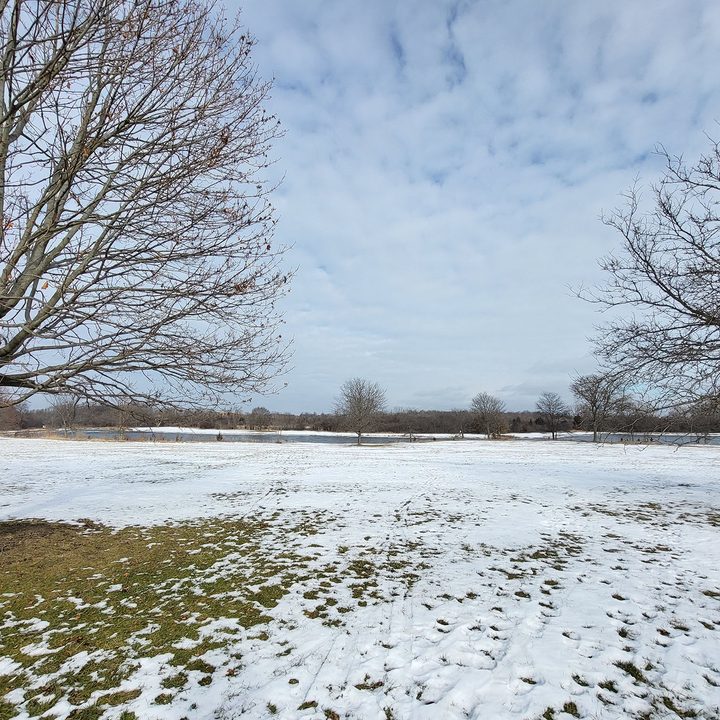 This is a sample photo of a tree from the ultrawide lens of the Samsung Galaxy S21 FE 5G.