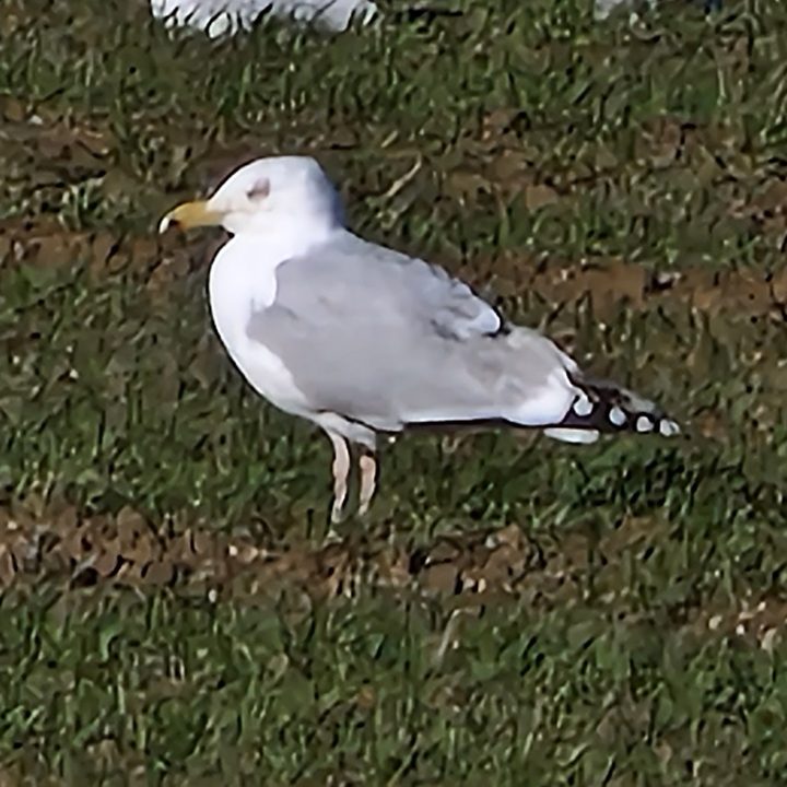 Galaxy S22 Ultra 100x zoom photo of a seagull.