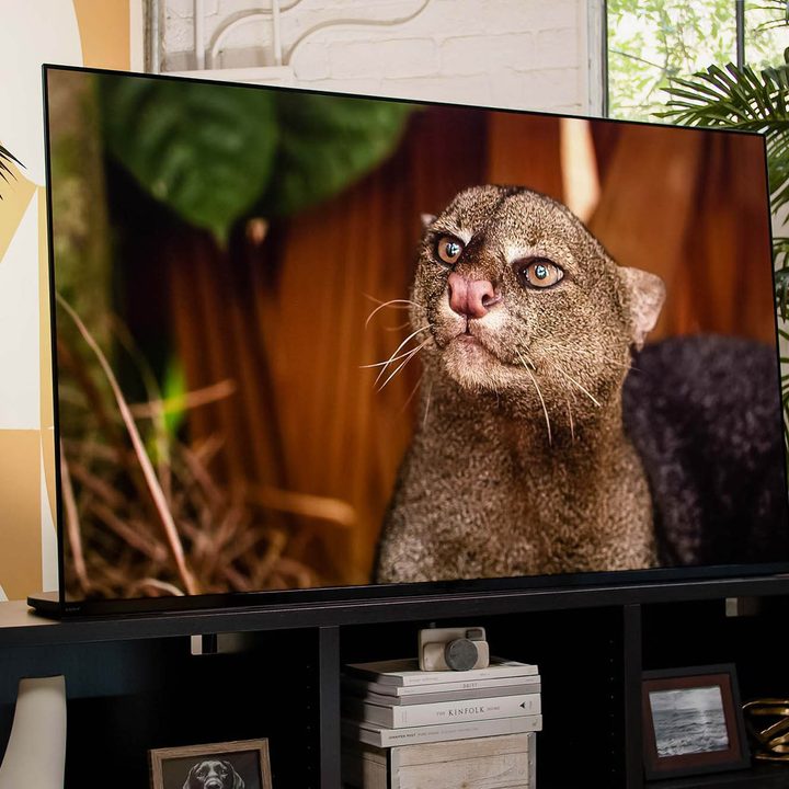 Our Planet plays on the Sony A95K showing a closeup on a wild cat.