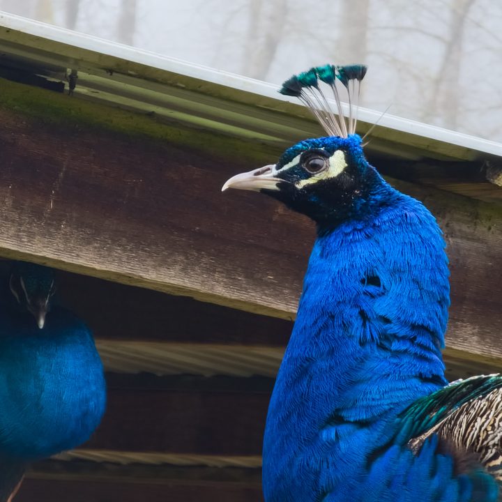 Peacock photographed with the Samsung Galaxy S22 Ultra and the Expert RAW app.