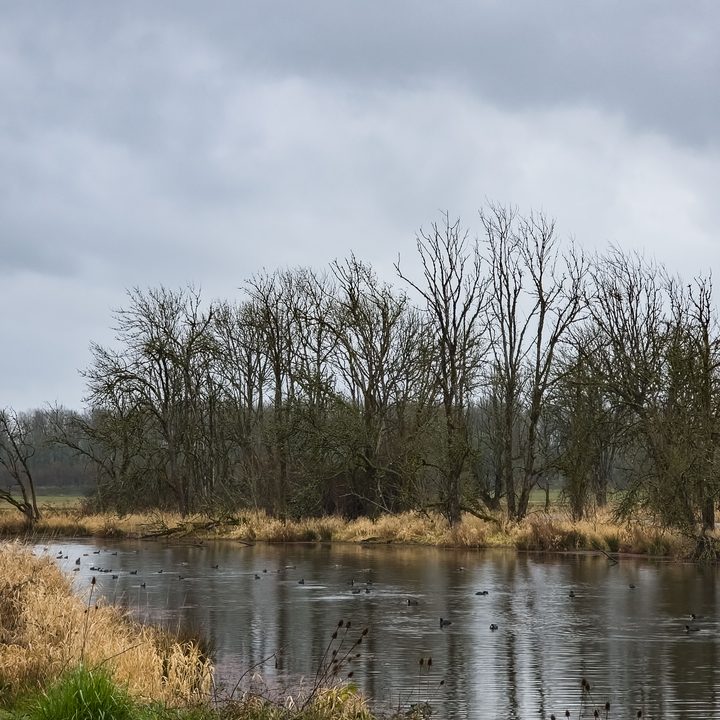 Flock of coots swimming in a pond with winter trees in the background under a grey and cloudy sky, captured with the Expert RAW app on the S22 Ultra.