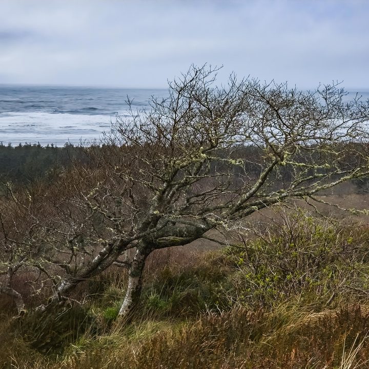 Landscape with windblown tree and ocean in the distance, captured with the Expert RAW app.