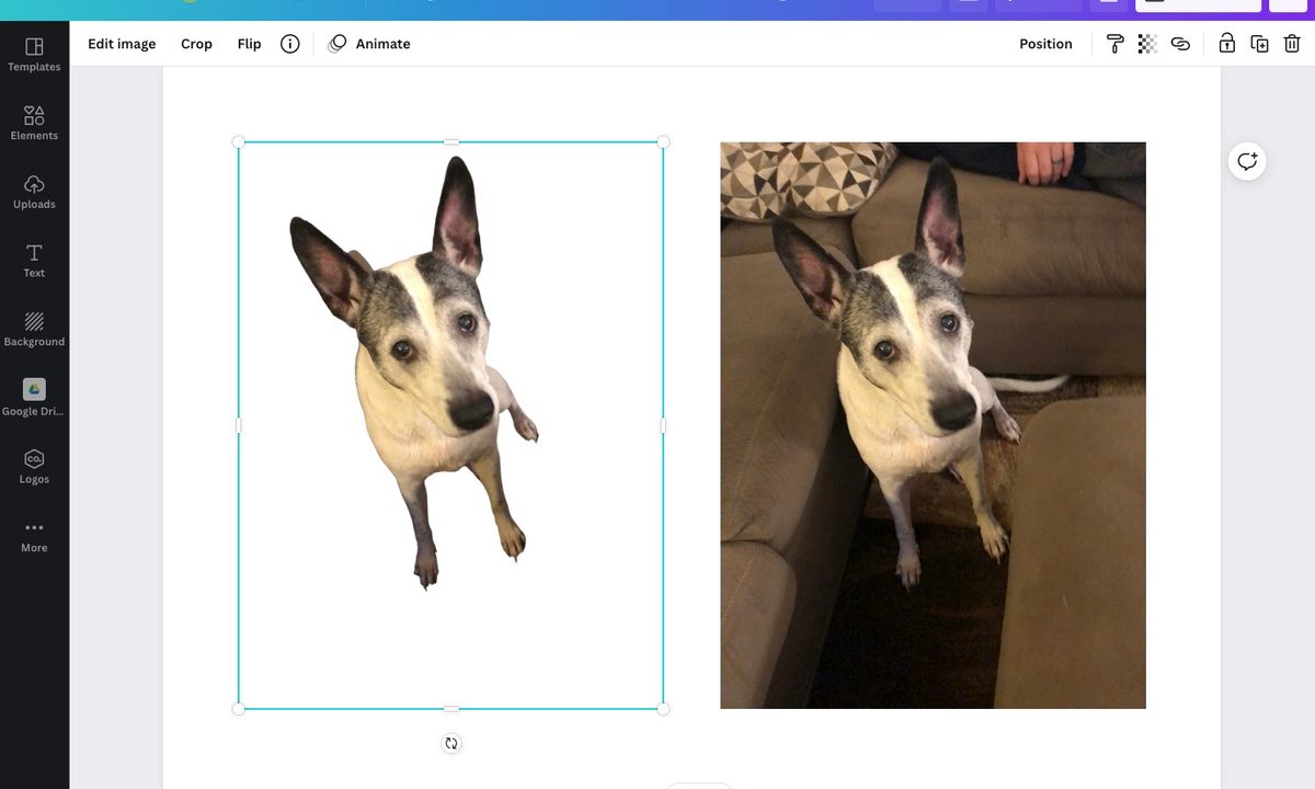 Pictures in Canva with one background removed.