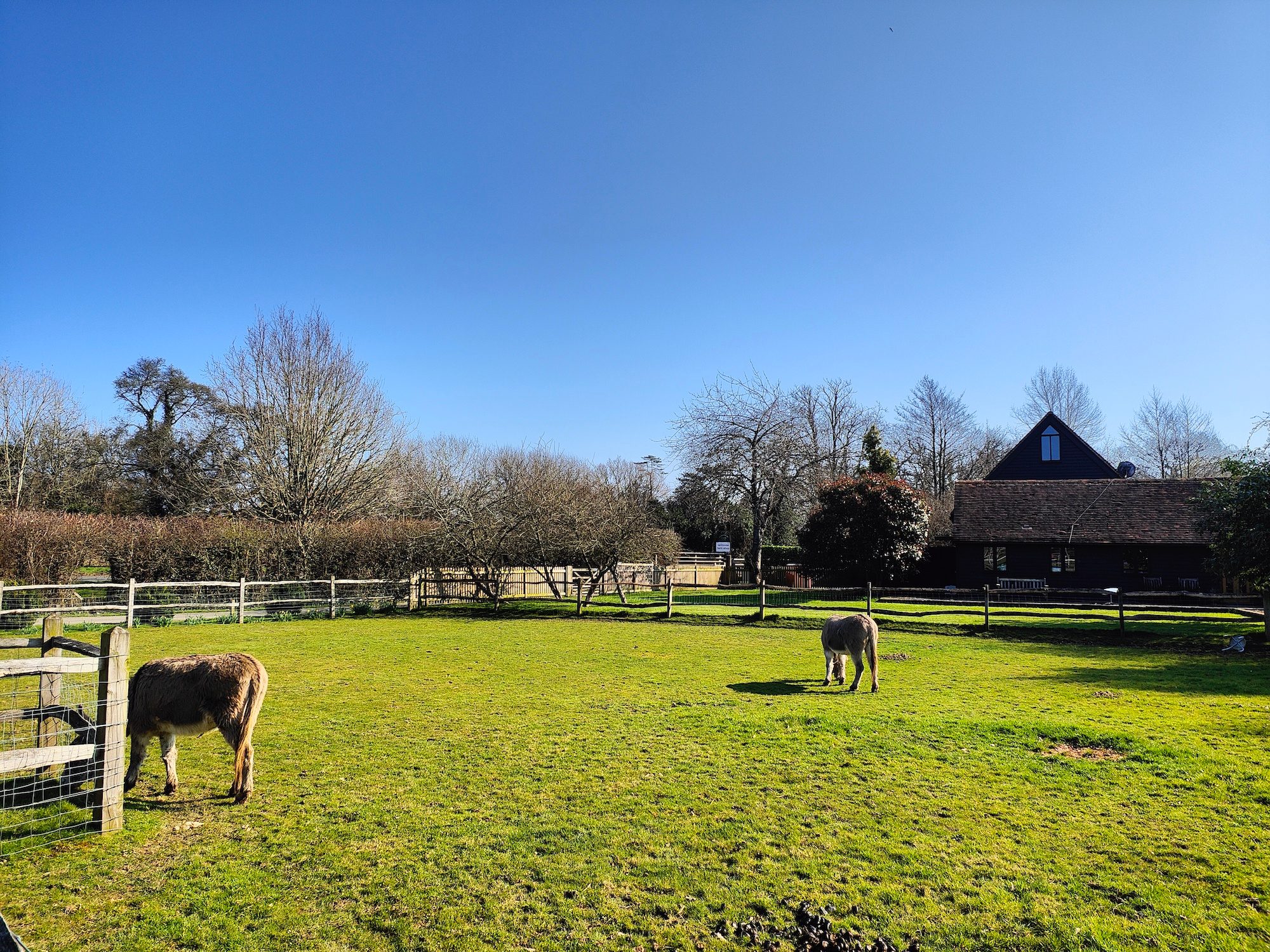 Oppo Find X5 Pro photo of donkeys.