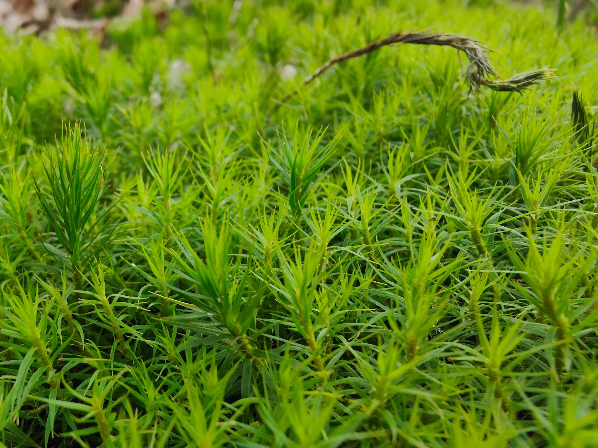 Oppo Find X5 Pro macro photo of moss.