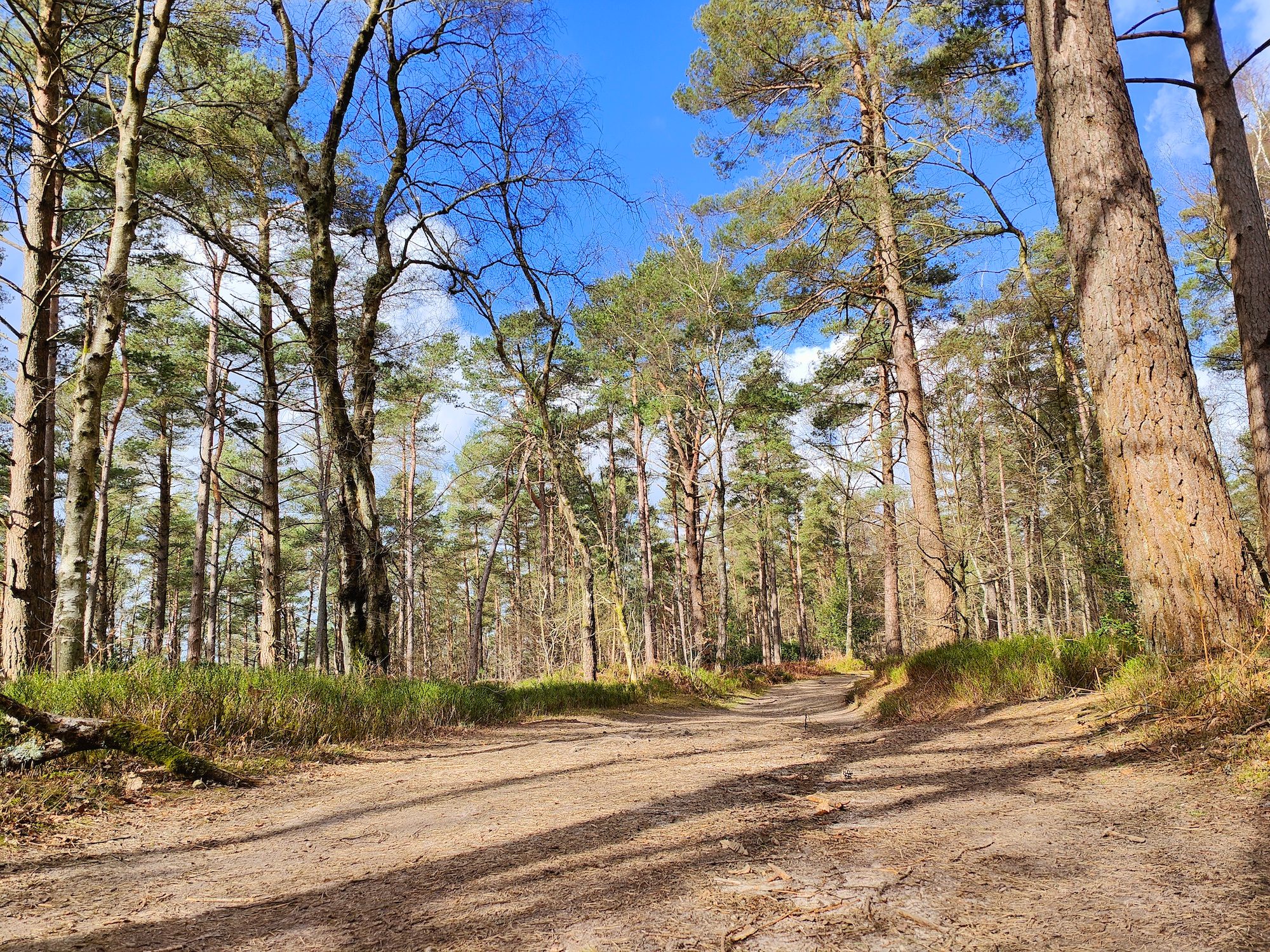 Oppo Find X5 Pro main camera photo of trees.