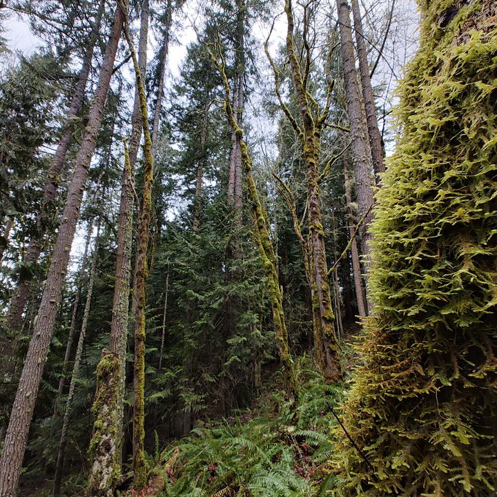 A forest with mossy trees.