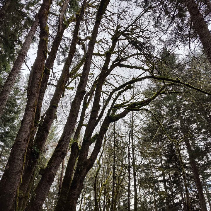 Big Leaf maple in a forest.