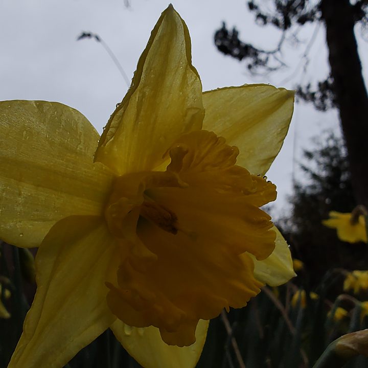 close up of a daffodil.